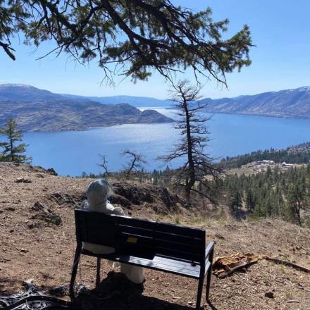 Bench under tree overlooking a large lake.