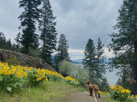 Dog on leash in park setting