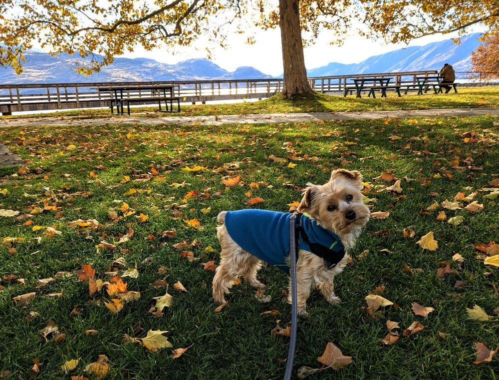 People & Pets in Parks Winner Teresa Triggiano.jpg